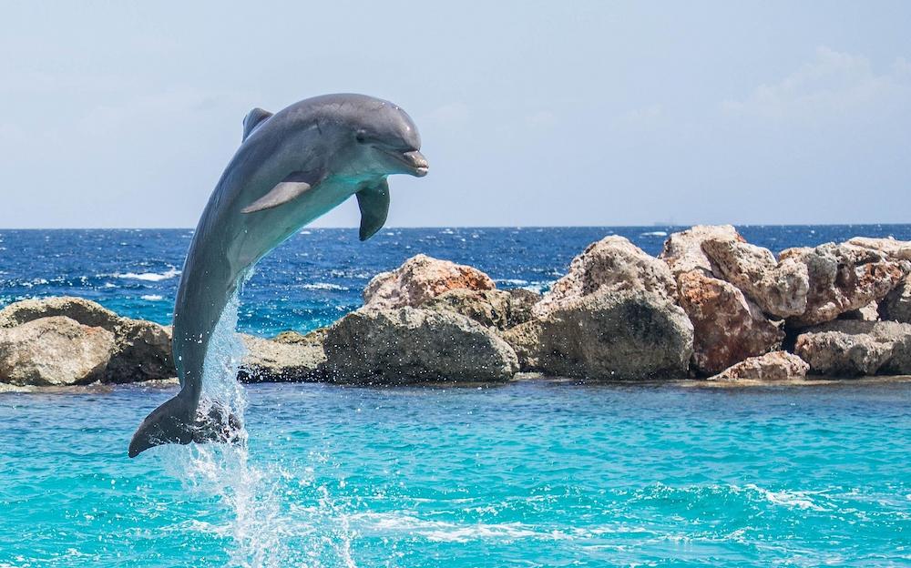 Foto di un delfino che salta fuori dall'acqua